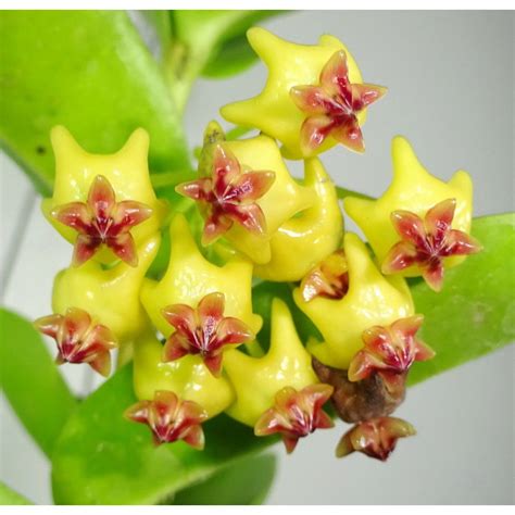 hoya densifolia hoyapassion