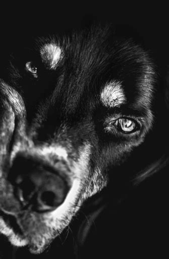 Black Dog Stock Photo Download Image Now Animal Black Color Dog