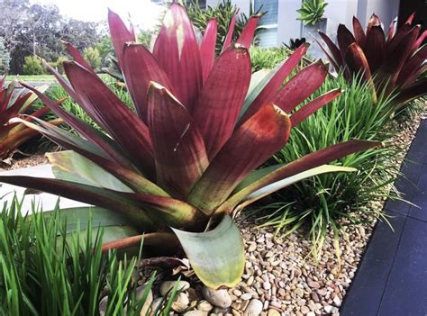 A Loud Splash Among Your Bamboo Plants Welcome The Giant Bromeliad