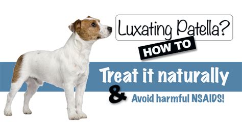 Treatment Options For Your Dog's Luxating Patella - Dogs Naturally Magazine