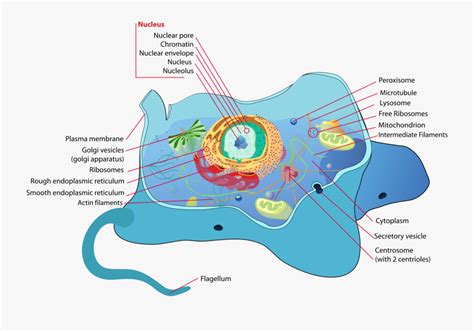 Animal Cell Diagram In Tamil Free Transparent Clipart Clipartkey