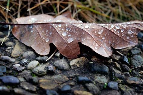 Free Images Tree Nature Forest Branch Leaf Flower Autumn