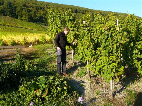 Free Images : man, landscape, tree, read, person, plant, vine, vineyard