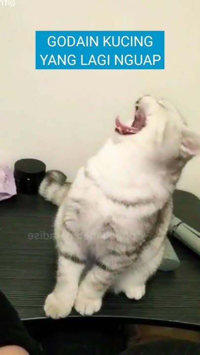 kucing nguap malah  godain mainan kucinglucu kucing lucu komedi