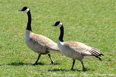 branta canadensis canada goose mamin photography
