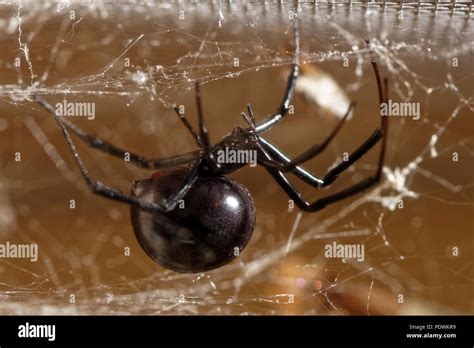 Latrodectus mactans Stock Photo - Alamy