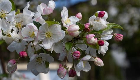 Dwarf Crabapple Trees: Popular Varieties & Landscape Ideas - Rennie ...