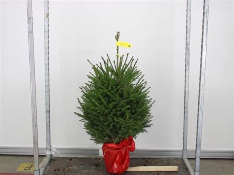 Picea Kerstboom Met Kluit Kerstboom In Pot Echte Kerstbomen 80