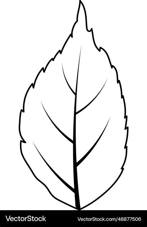 Ash Tree Leaf Royalty Free Vector Image Vectorstock