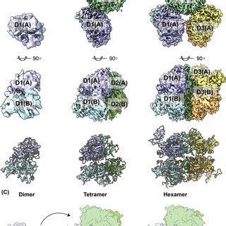 X Ray Crystal Structure Of The Hexameric OCS Wt Assembly A Three