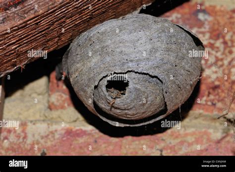 Nest Of The Common Wasp Vespula Vulgaris In The Attic Of A House