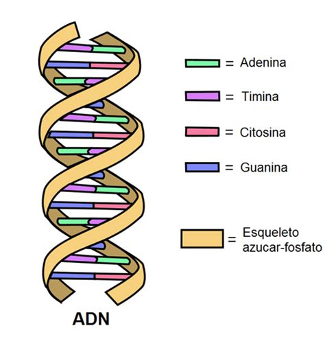 Estructura Del ADN