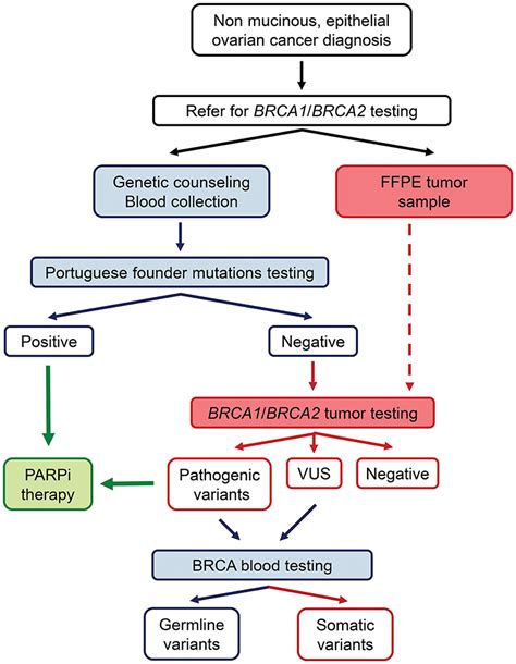 Frontiers Tumor Testing For Somatic And Germline Brca1brca2 Variants