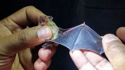 Acoustic Detection Sheds Light On Bat Diversity In Northern Sa Sanbi