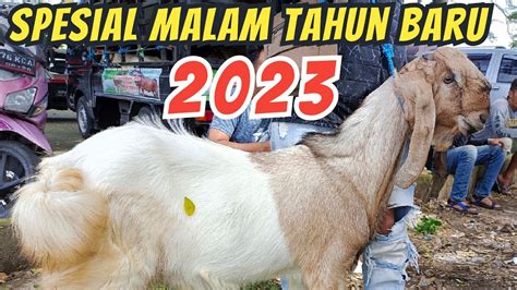 Update Harga Kambing Hari Ini Di Pasar Hewan Wlingi Blitar Sabtu