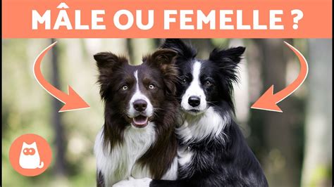 Différences entre BORDER COLLIE mâle et femelle Lequel choisir