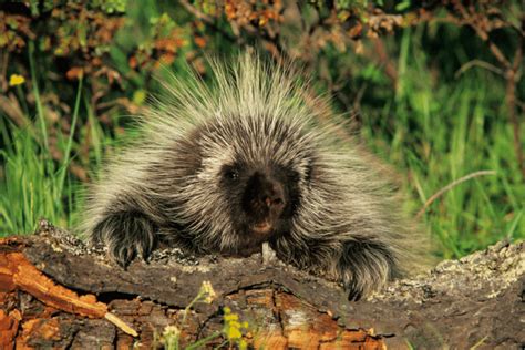 Trapping Porcupines What S The Best Way