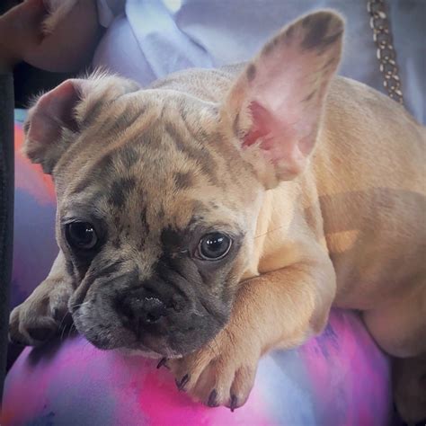 Exclusive French Bulldog Puppies For Sale | Premier Pups