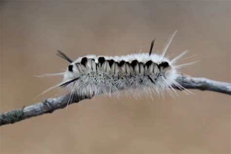 Fuzzy Caterpillar Poisonous