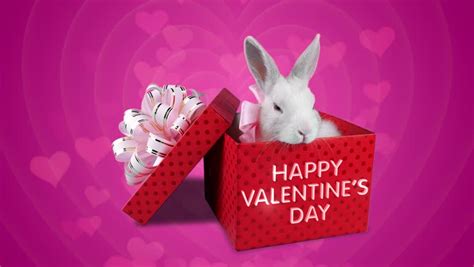 Happy Valentines Day Surprise Falling Present Box With Cute White Rabbits With Bows Big Red