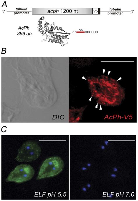 schematic representation   acph gene