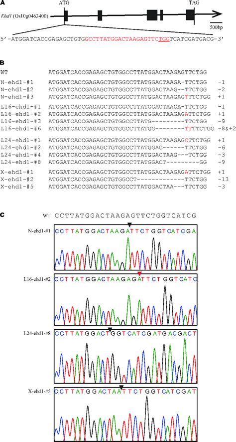 Crisprcas9 Mediated Genome Editing Of The Ehd1 Gene A Schematic Download Scientific