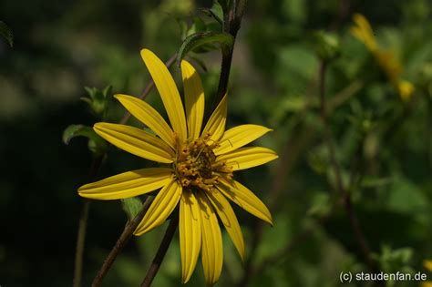 Silphium Asteriscus Var Dentatum Cw2016206 Gärtnerei Staudenfan