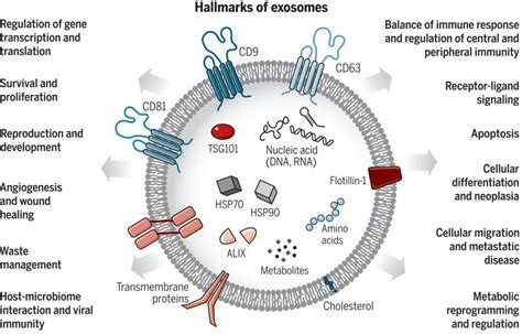 Isolation And Analysis Methods Of Extracellular Vesicles Evs