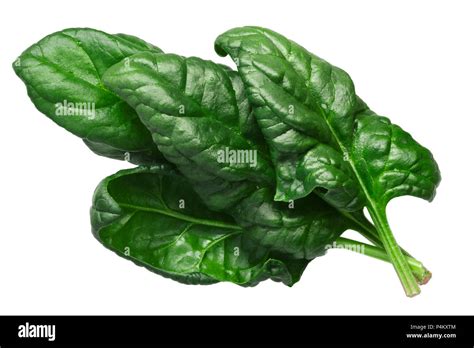 Spinach Leaves Fresh Spinacia Oleracea Top View Stock Photo Alamy