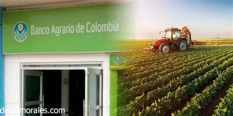 Banco Agrario De Colombia Deybi Morales