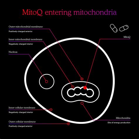 The Antioxidant Benefits Of Mitoq