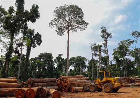 Deforestación con récord histórico en la selva amazónica de Brasil