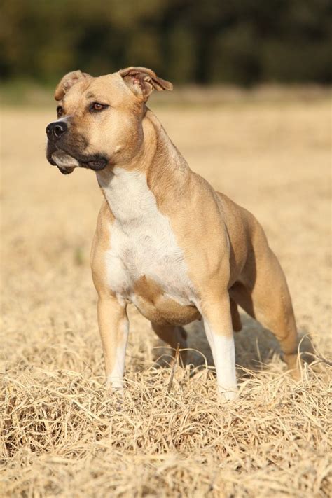 American Staffordshire Terrier A Muscular Breed With A Surprisingly