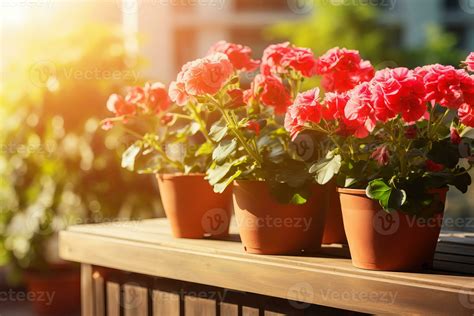 Flowering potted plants 28140895 Stock Photo at Vecteezy