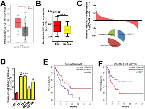 Eif3j As1 Levels Are Increased In Eca A Expression Of Eif3j As1 In