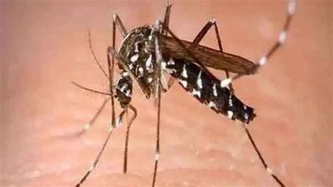 Dengue Patients Increasing In Gwalior One Girl Died Know Symptoms Malaria Ke Lakshan Mpsn