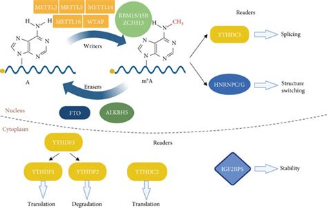 The Types And Roles Of Enzymes In Dynamic Modification Of M⁶a