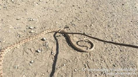 Rescuers Catch Two Snakes In Armenia In Two Days Panorama Armenian News