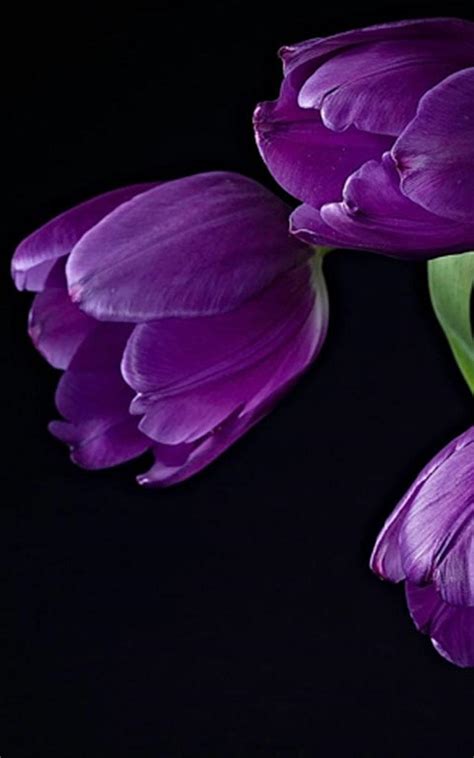 Purple Tulips Hd Wallpapers Top Free Purple Tulips Hd Backgrounds Wallpaperaccess