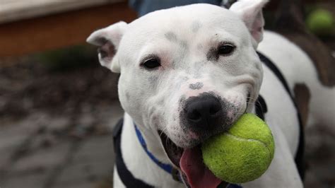 Experto Analiza Si La Agresividad De Los Perros Pitbull Es Por