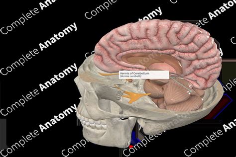 Vermis of Cerebellum | Complete Anatomy