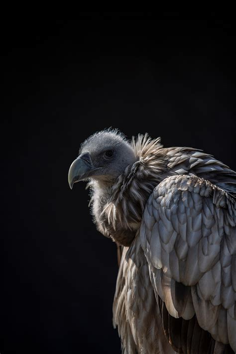 Griffon Vulture Vulture Bird Predator Hd Wallpaper Wallpaperbetter