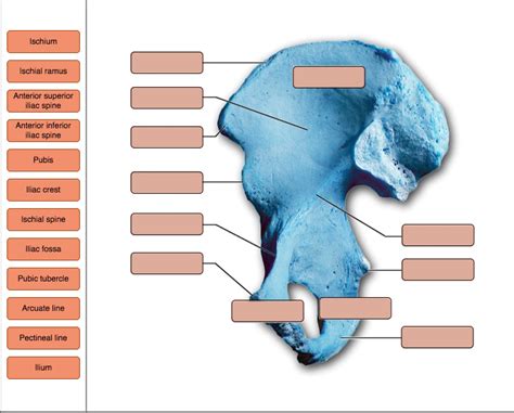 Solved The Bones And Markings Of The Coxalhip Bone Medial View