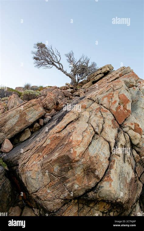 Tree Growing Rock Cliff Hi Res Stock Photography And Images Alamy