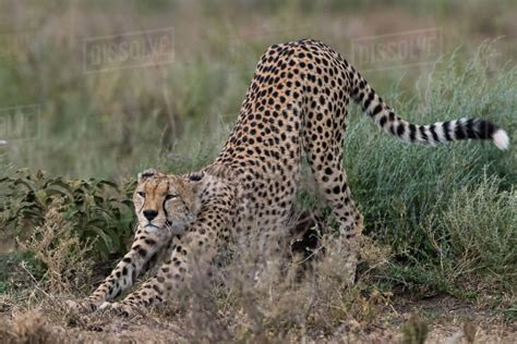 Cheetah Acinonyx Jubatus Ndutu Ngorongoro Conservation Area