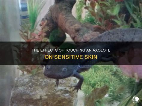 The Effects Of Touching An Axolotl On Sensitive Skin Petshun