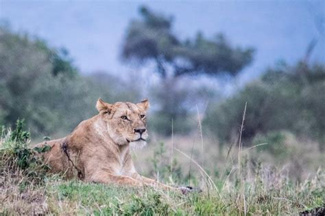 Tripadvisor 3 Tage Masai Mara Safari zur Verfügung gestellt von Eco