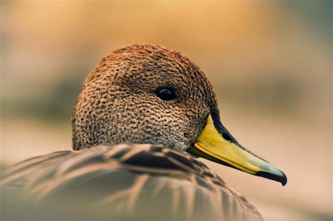 Un Pato Con Pico Amarillo Est Mirando A La C Mara Foto Premium