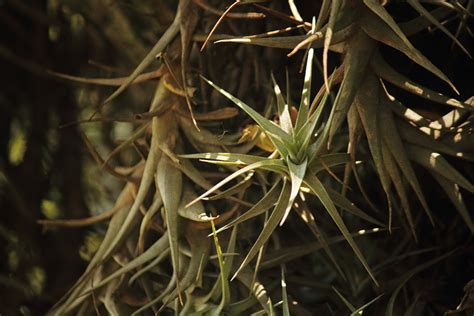 Sunlight On Epiphyte Plant Free Stock Photo Public Domain Pictures