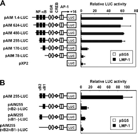 Figure 3 From Epstein Barr Virus Latent Membrane Protein 1 Induces CD69